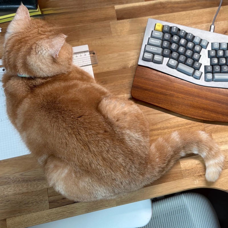 愛猫